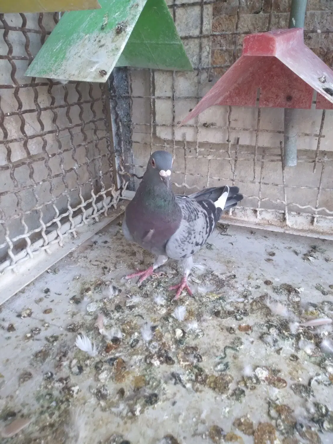کفتر|پرنده|مشهد, ایثار|دیوار