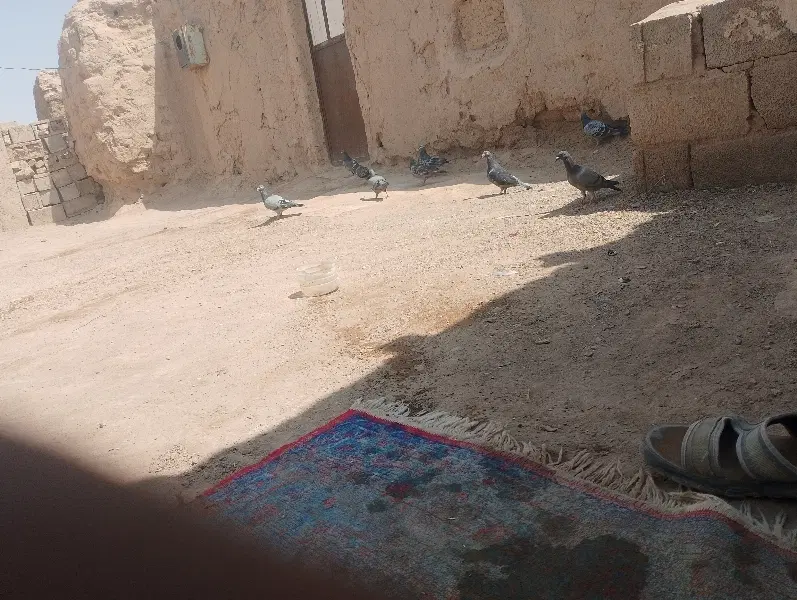 حالا|پرنده|خاش, |دیوار