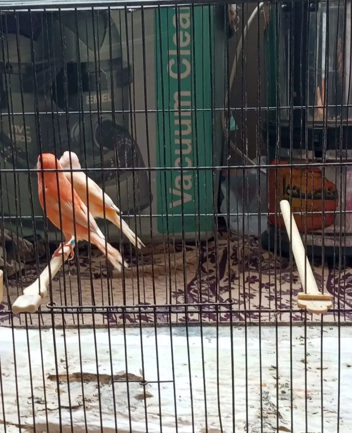 قناری ر فاکتور|پرنده|مشهد, ابوذر|دیوار