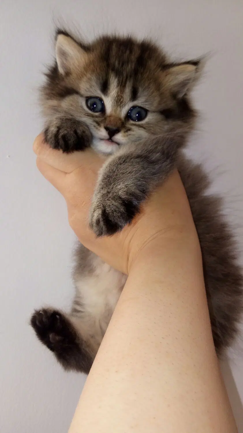 cat|گربه|بجنورد, |دیوار