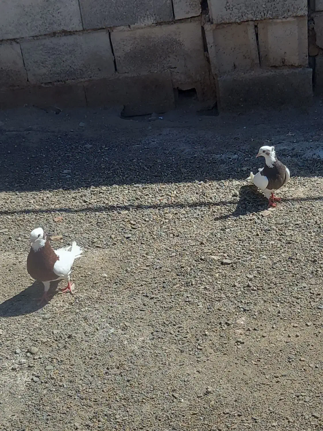 طوقی|پرنده|کیانشهر, |دیوار