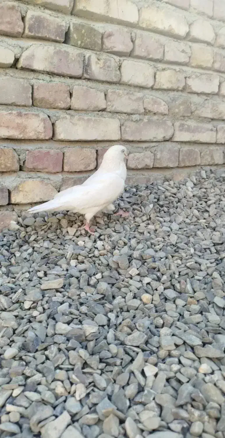 کبوتر نر|پرنده|سراوان, |دیوار