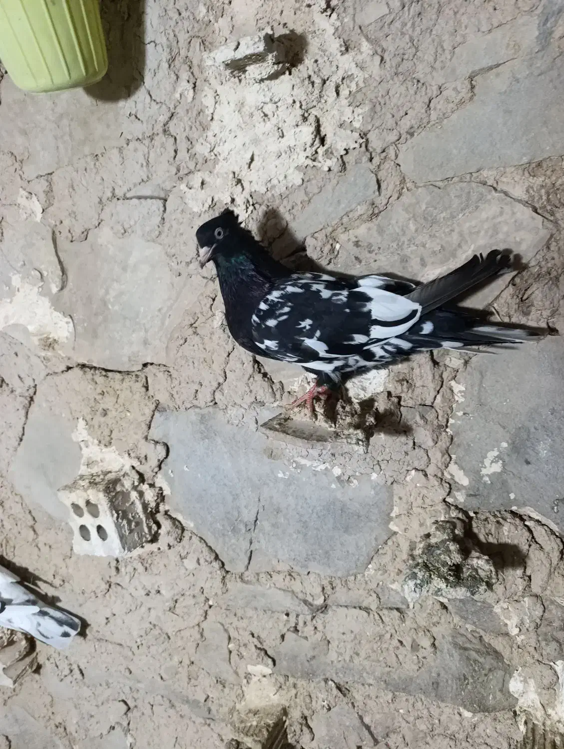 کله ای|پرنده|مسجد سلیمان, |دیوار