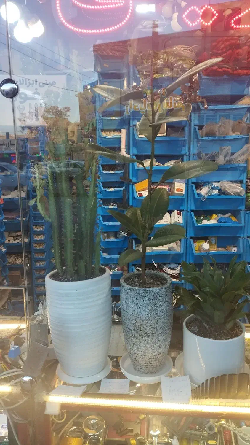 گل گلدان|گل و گیاه طبیعی|مشهد, کوشش|دیوار