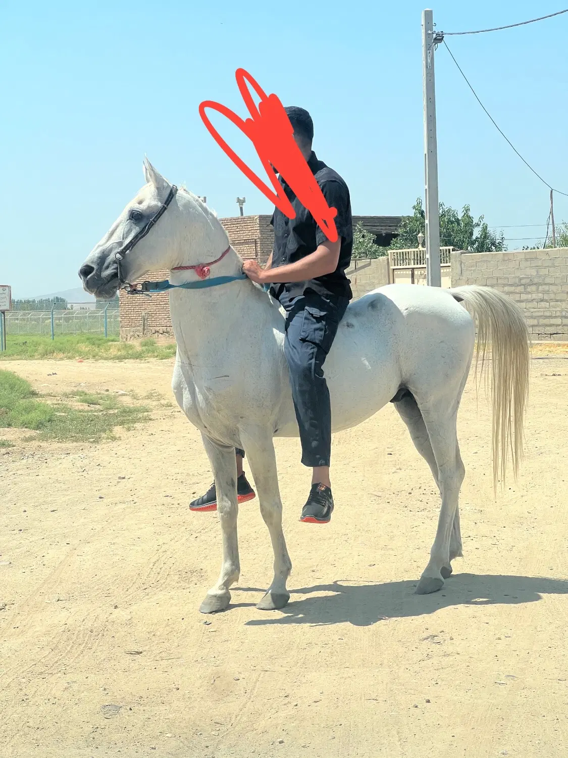 اسب|اسب و تجهیزات اسب‌سواری|میاندوآب, |دیوار