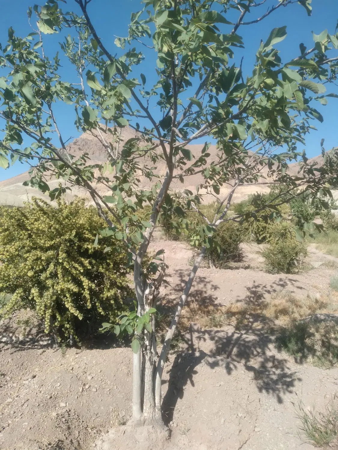 تصویر 12