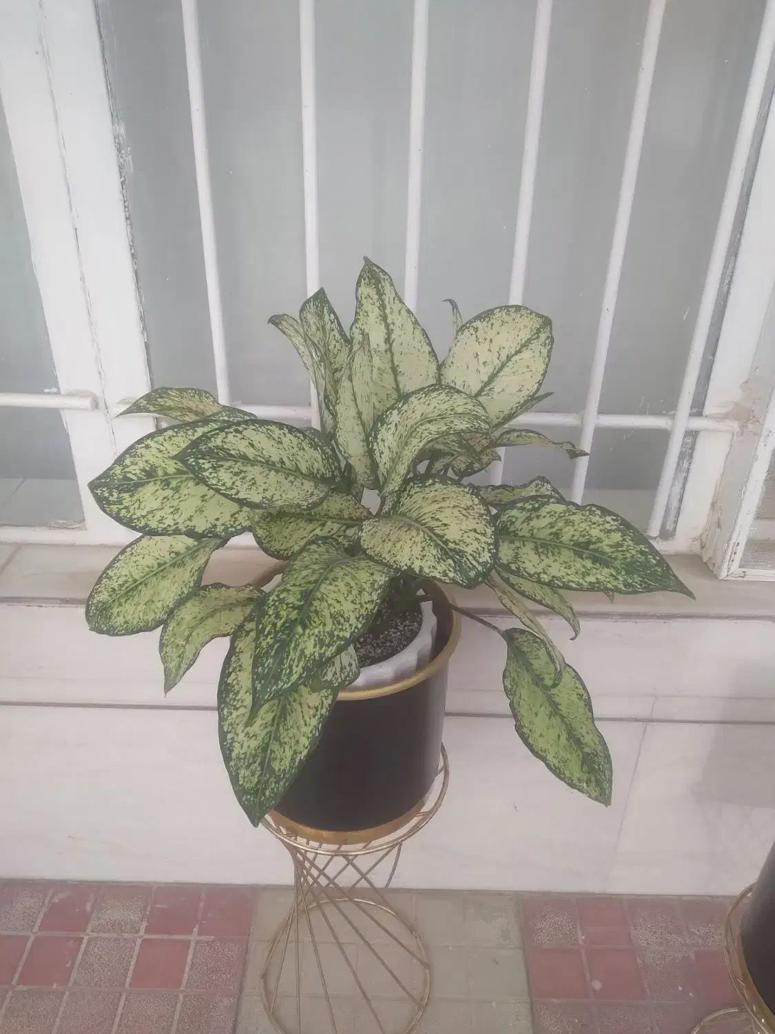 گلدان فلزی|گل و گیاه طبیعی|نیشابور, مازول|دیوار