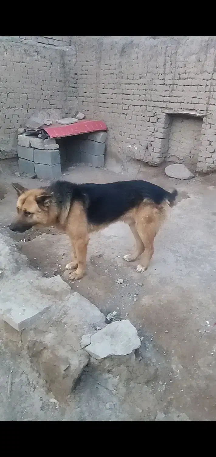 سگ ژرمن|سگ|فریمان, |دیوار