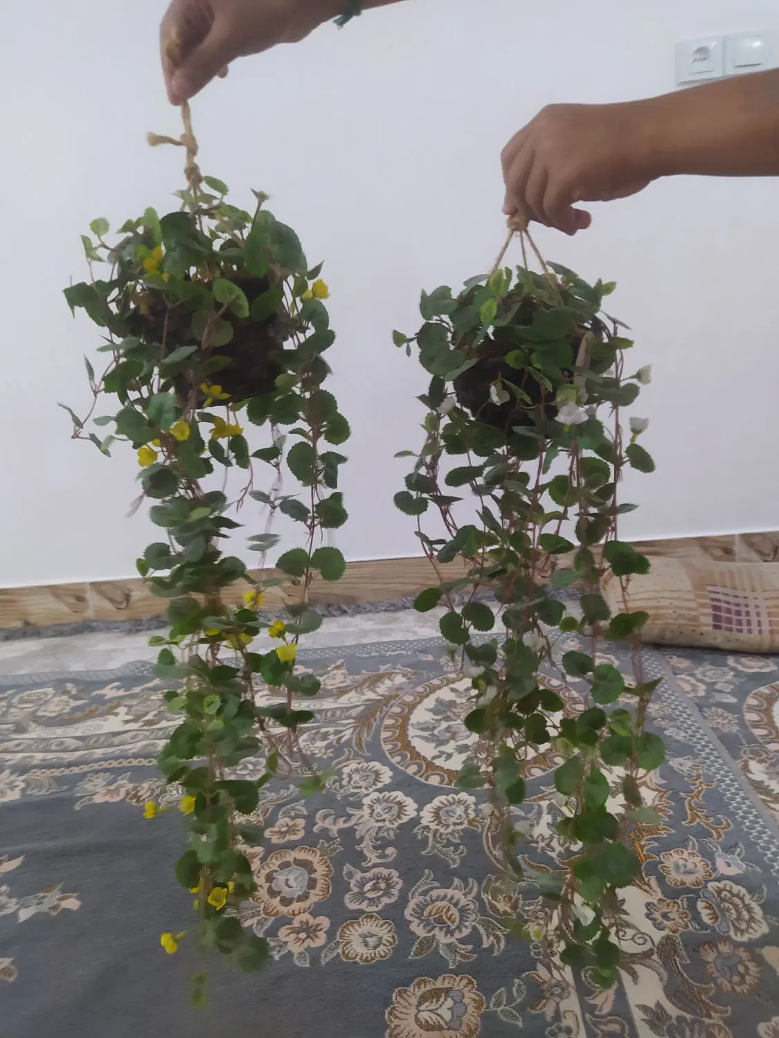 اویز گل|گل و گیاه طبیعی|بروجرد, |دیوار