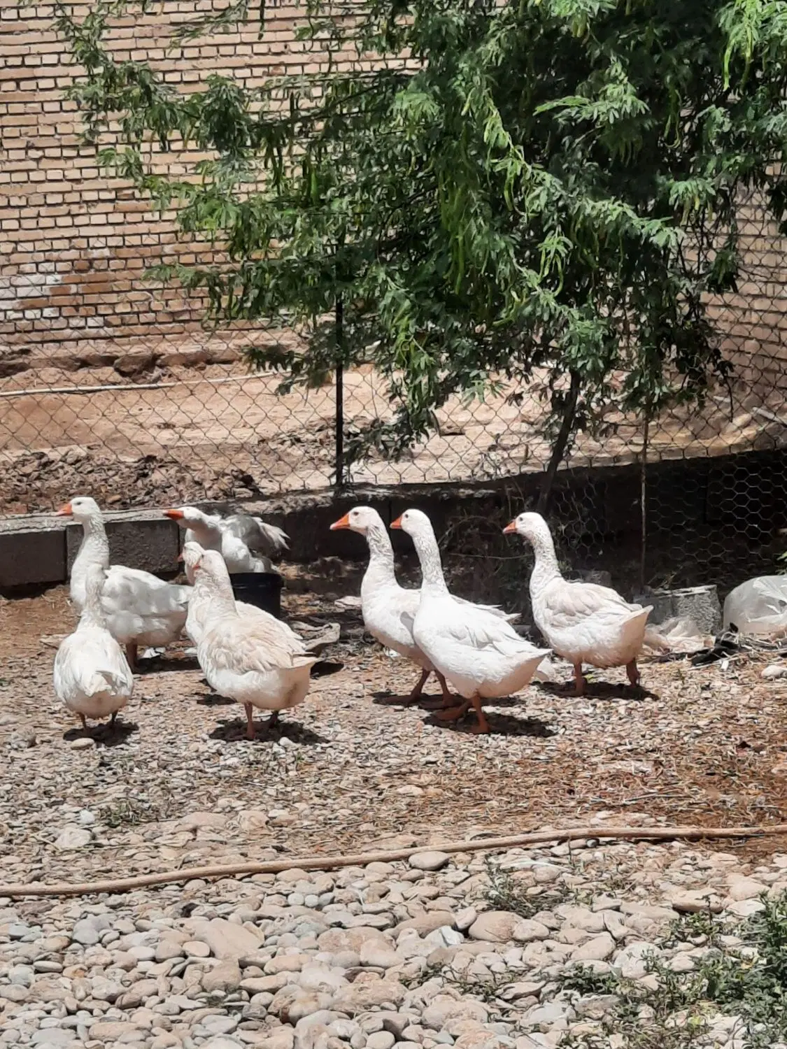 غاز|حیوانات مزرعه|اهواز, اهواز|دیوار