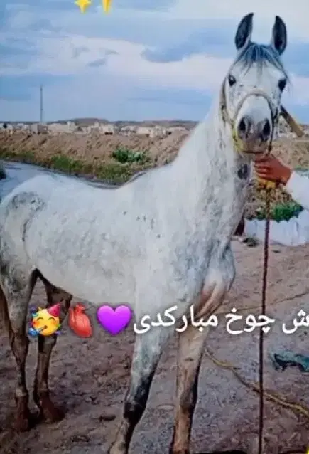 اسب|اسب و تجهیزات اسبسواری|زنجانرود, |دیوار