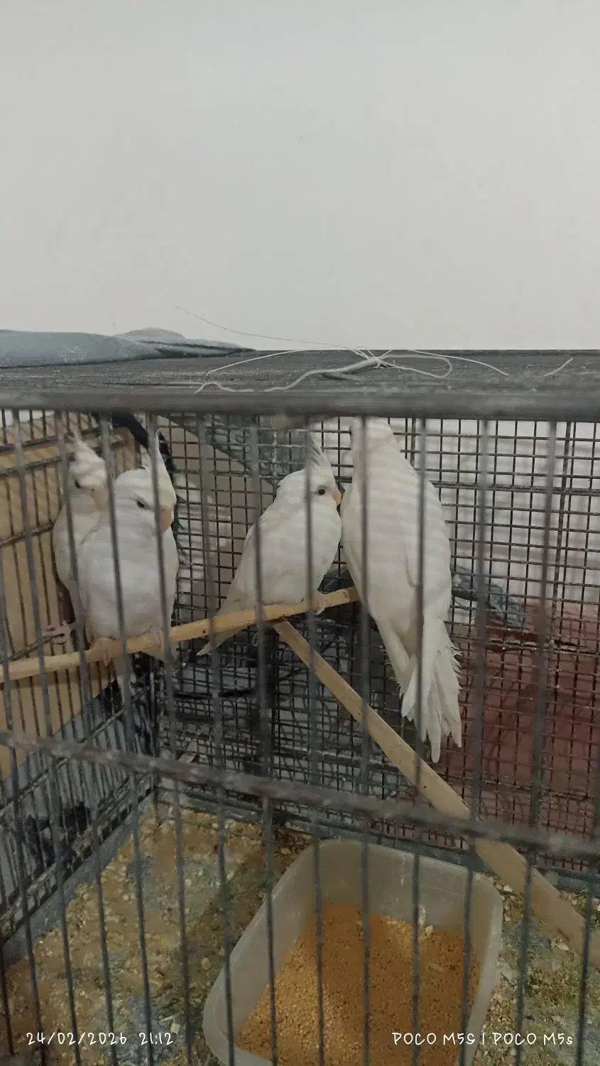 طوطی|پرنده|خرمشهر, |دیوار