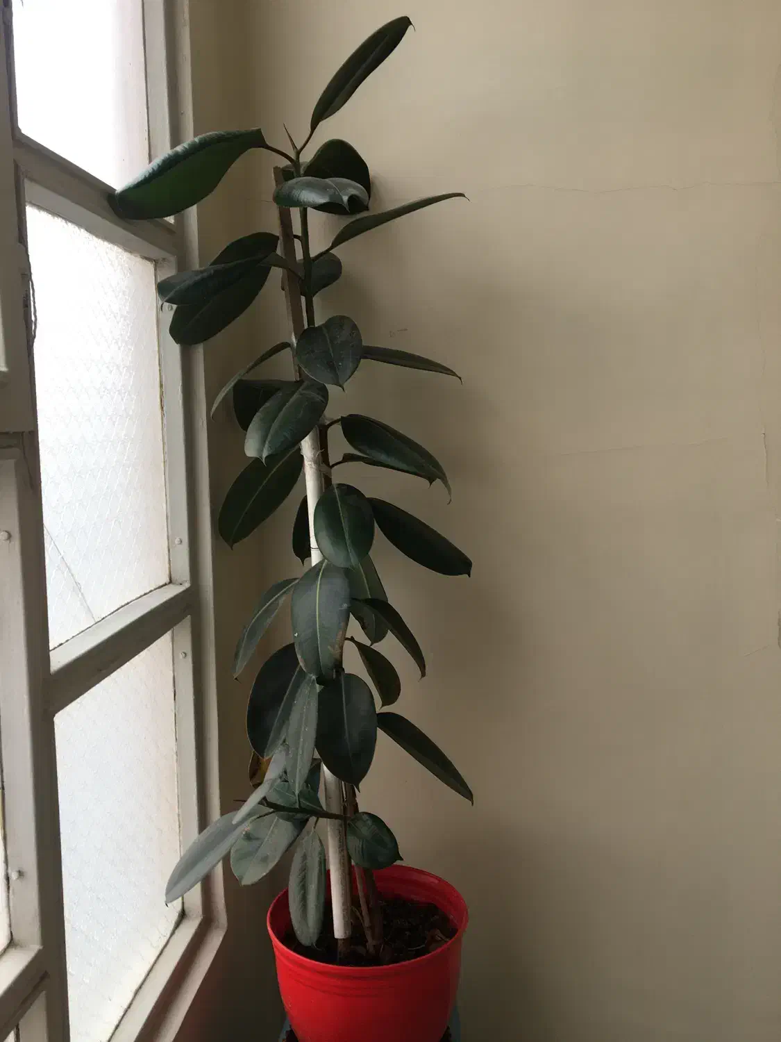 گل لیندا|گل و گیاه طبیعی|تهران, نارمک|دیوار