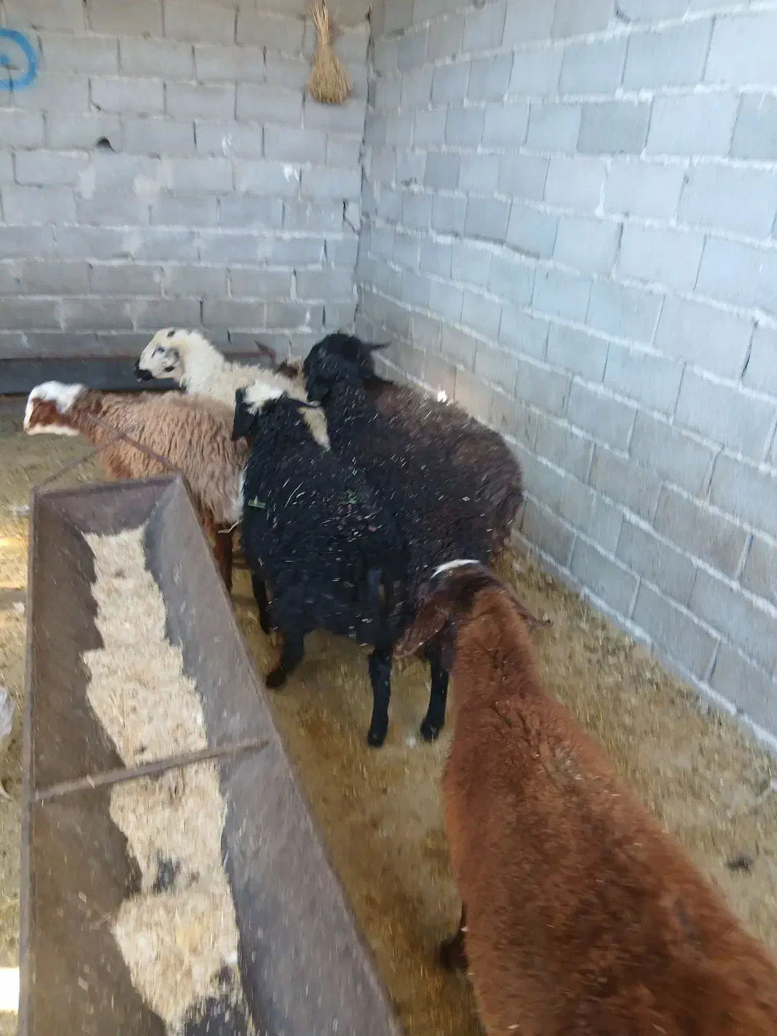 بره ماده|حیوانات مزرعه|محمدشهر, محمدشهر|دیوار