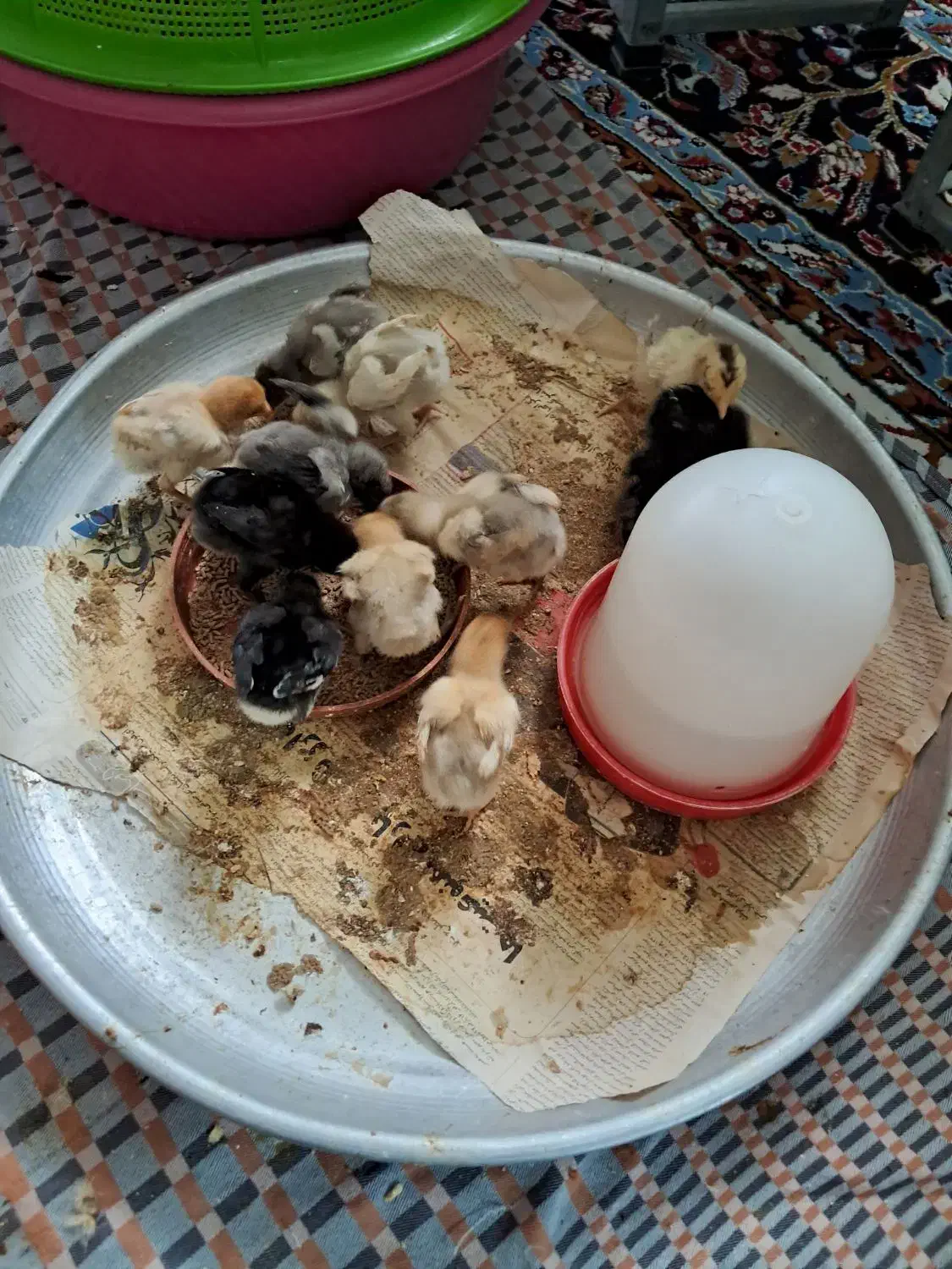 جوجه لاری|حیوانات مزرعه|ماهدشت, |دیوار