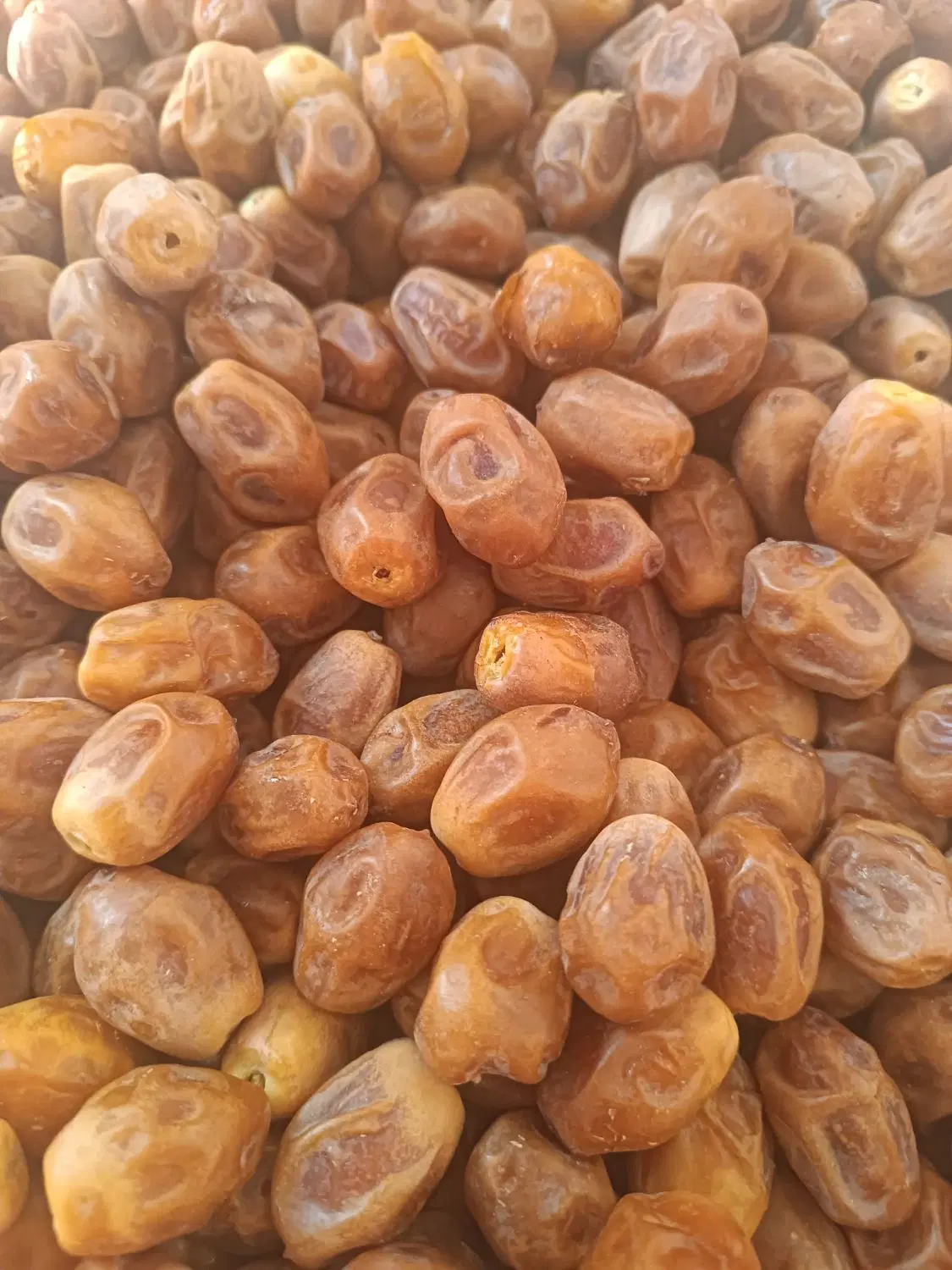 قصب|خوردنی و آشامیدنی|برازجان, |دیوار