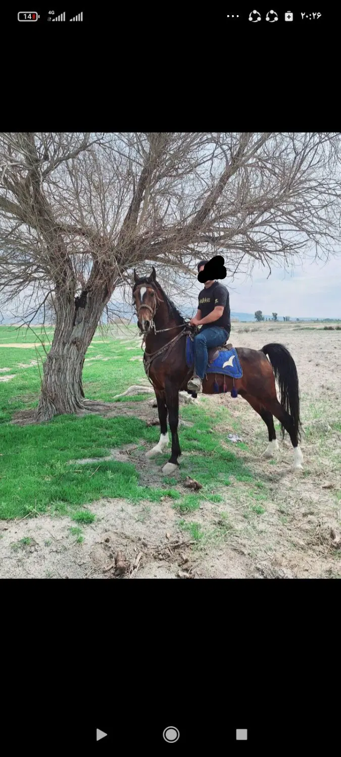 اسب|اسب و تجهیزات اسب‌سواری|شیراز, کوشک میدان|دیوار
