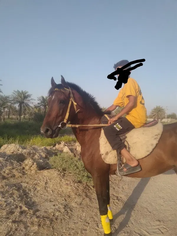 اسب|اسب و تجهیزات اسبسواری|شادگان, |دیوار