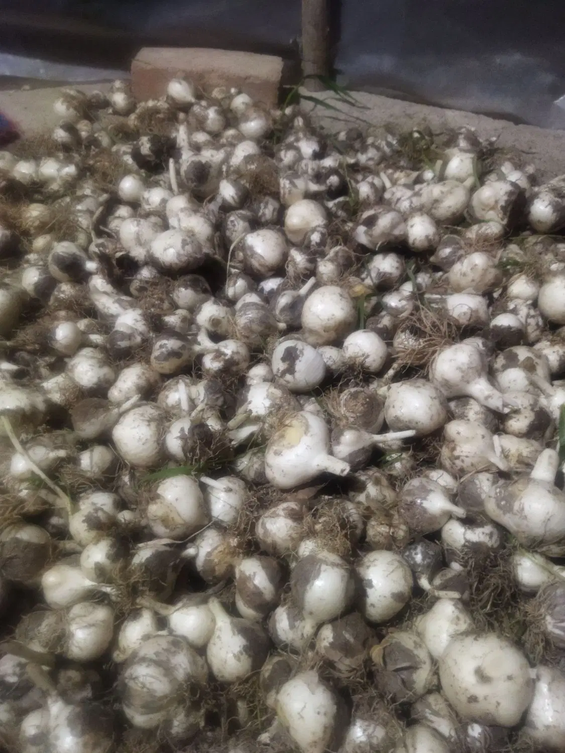 موسیر|خوردنی و آشامیدنی|اشترینان, |دیوار