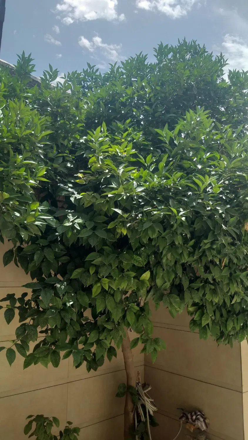 خرید جو|خدمات باغبانی و درختکاری|کرمانشاه, |دیوار