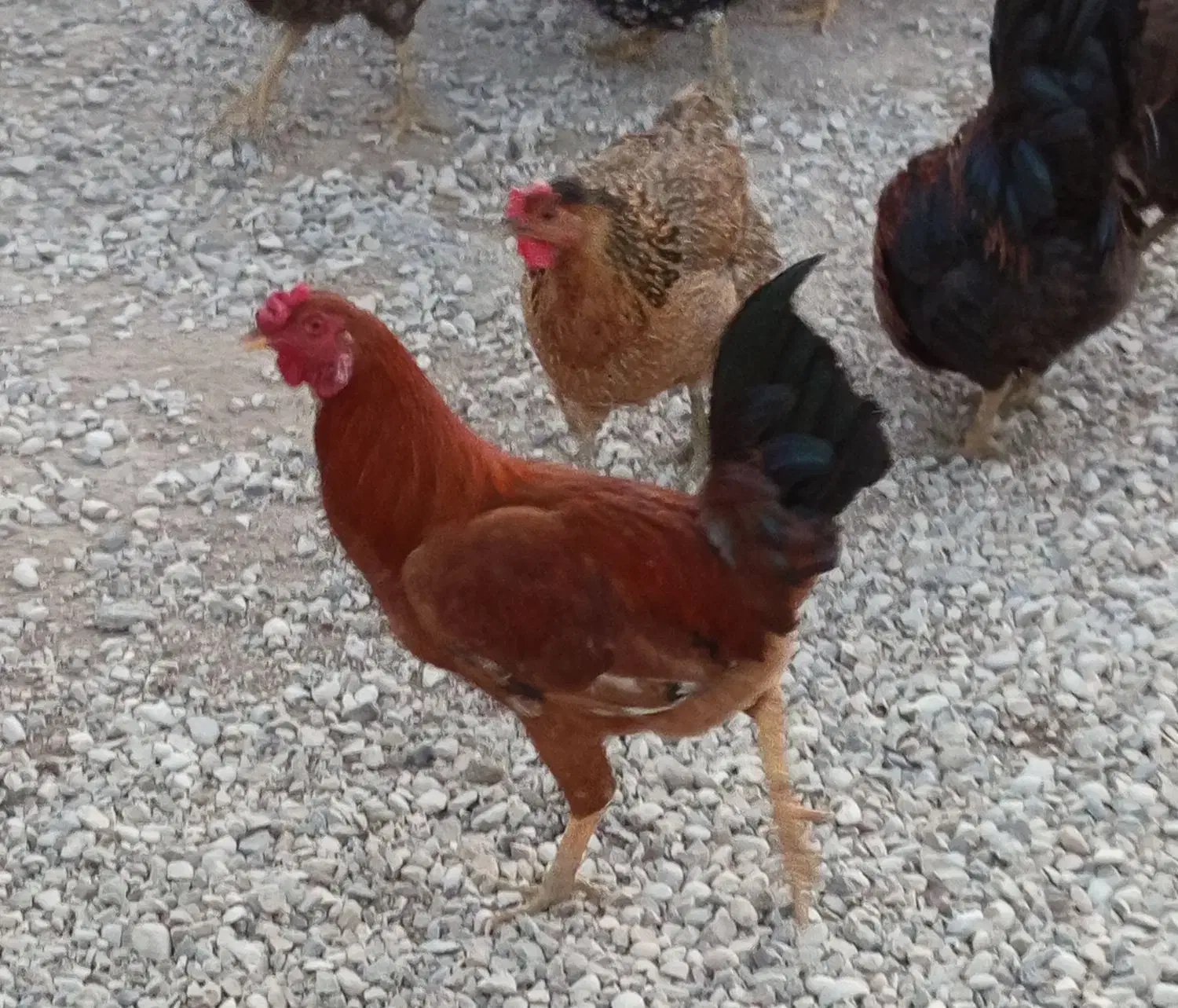 خروس محلی|حیوانات مزرعه|گتوند, |دیوار