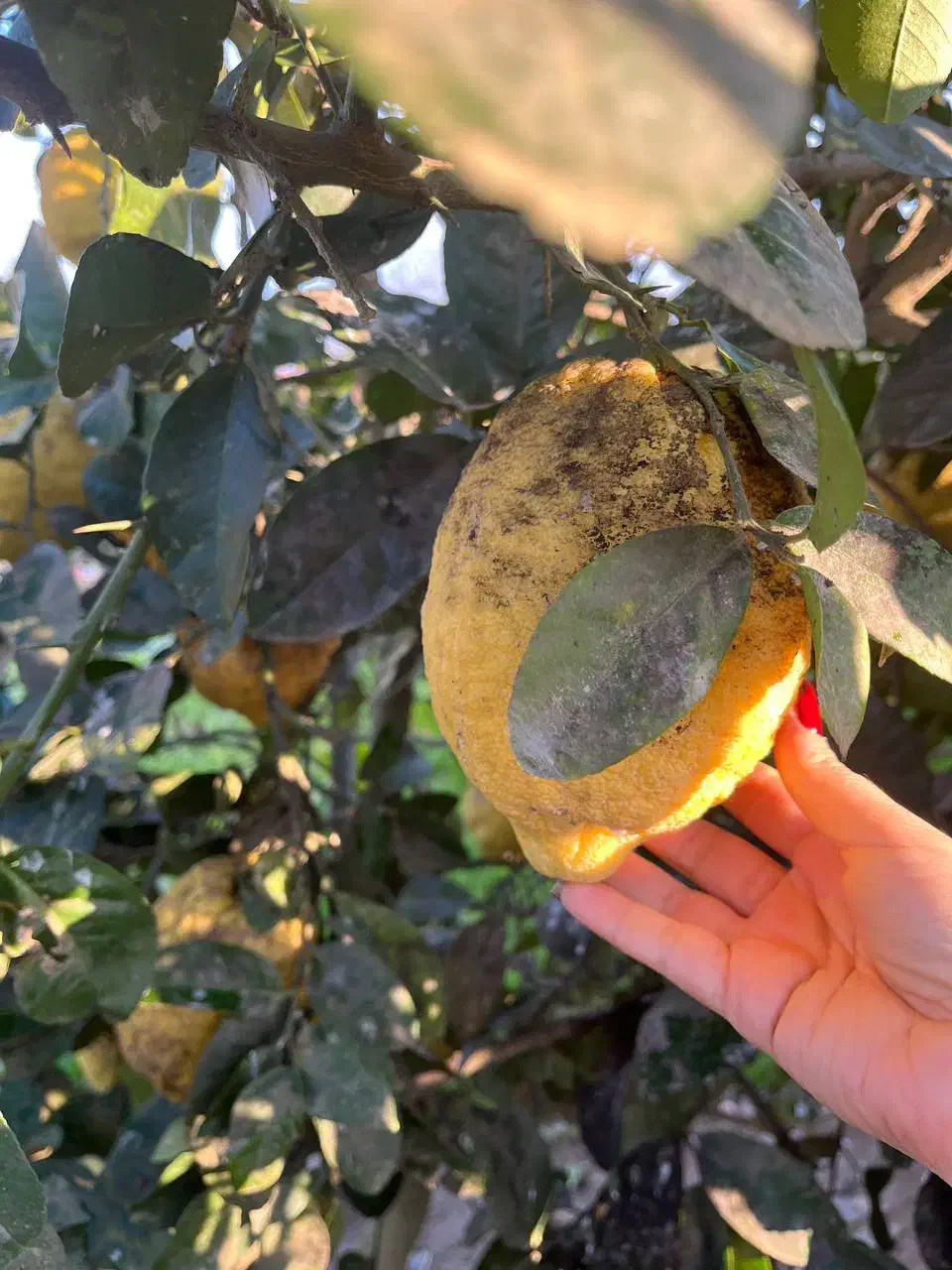 بالنگ|خوردنی و آشامیدنی|تولم شهر, |دیوار