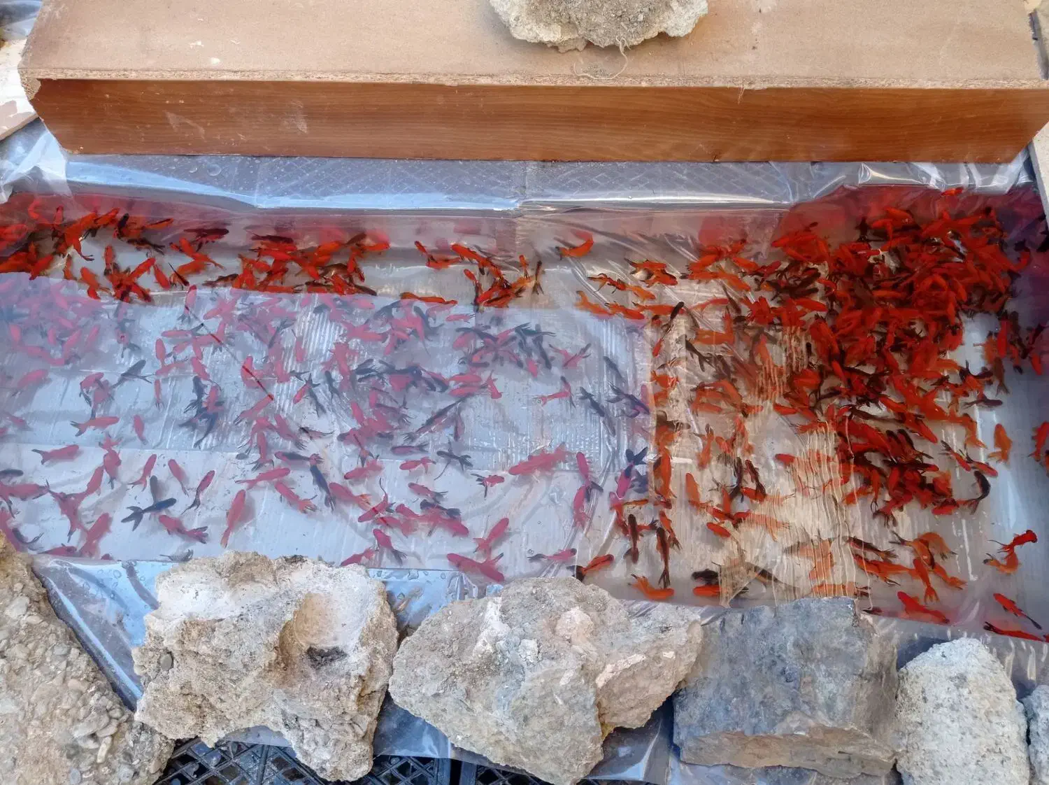 ماهی عمده|ماهی|سنندج, |دیوار