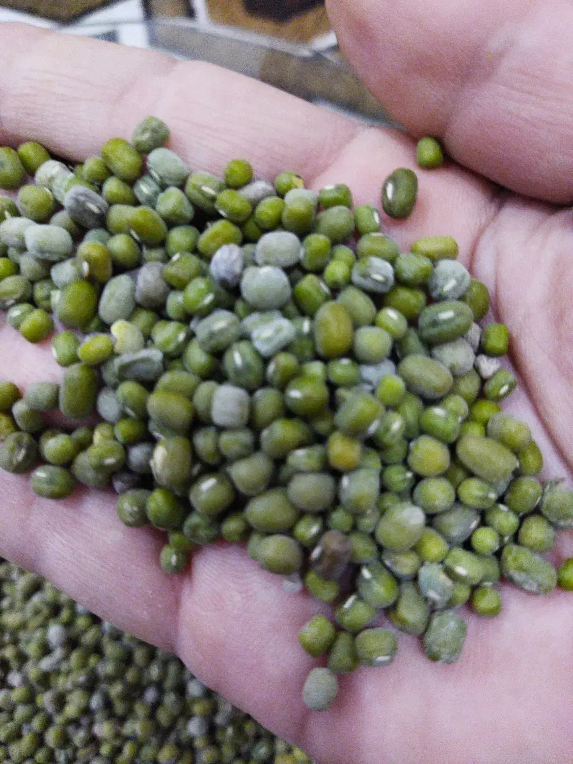 فروش ماش|خوردنی و آشامیدنی|اهواز, فدک|دیوار