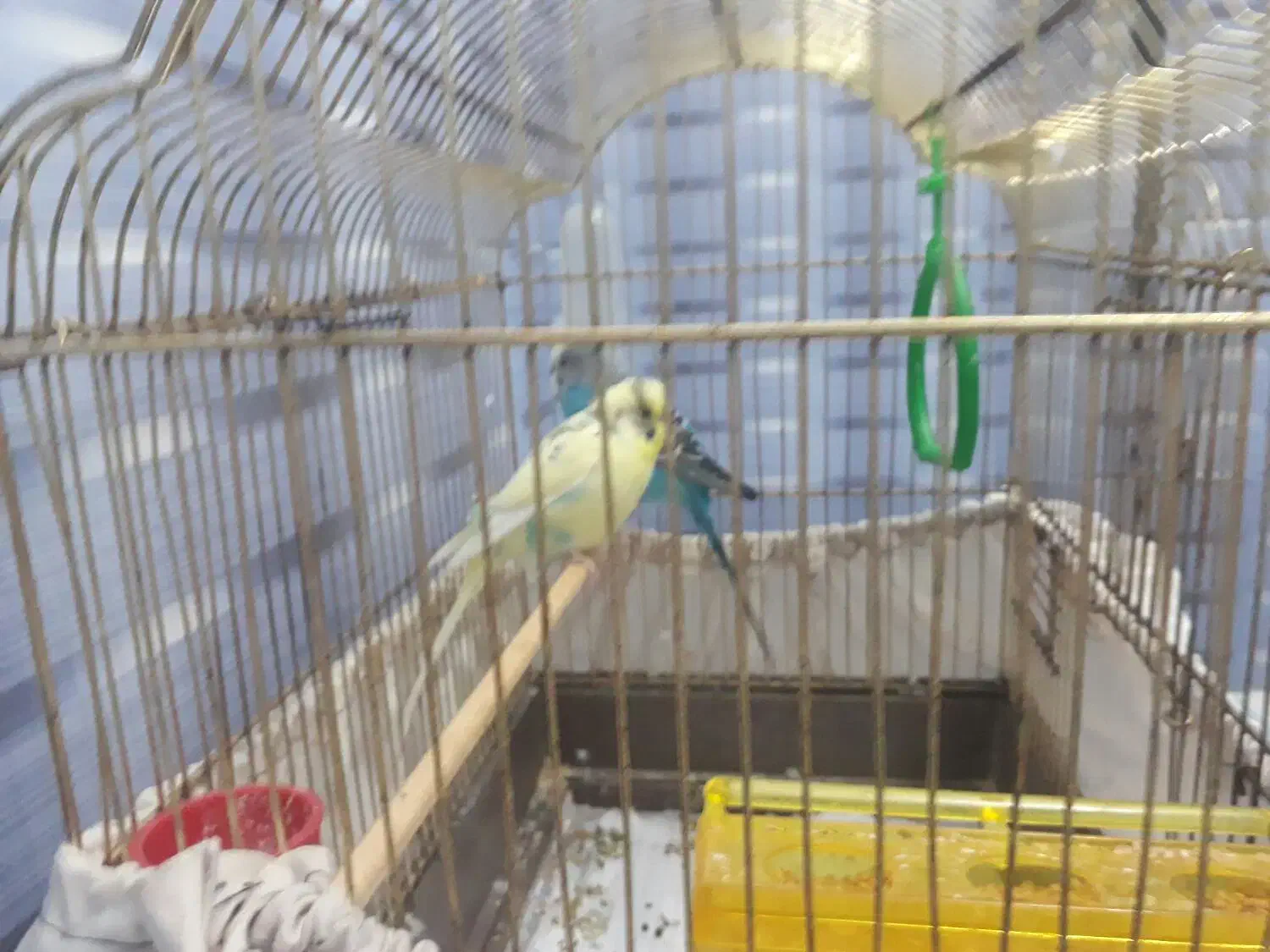 مرغ عشق|پرنده|بیجار, |دیوار