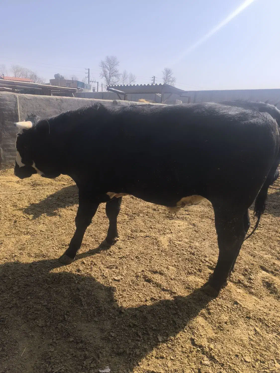 گوساله چاق|حیوانات مزرعه|جوادآباد, |دیوار