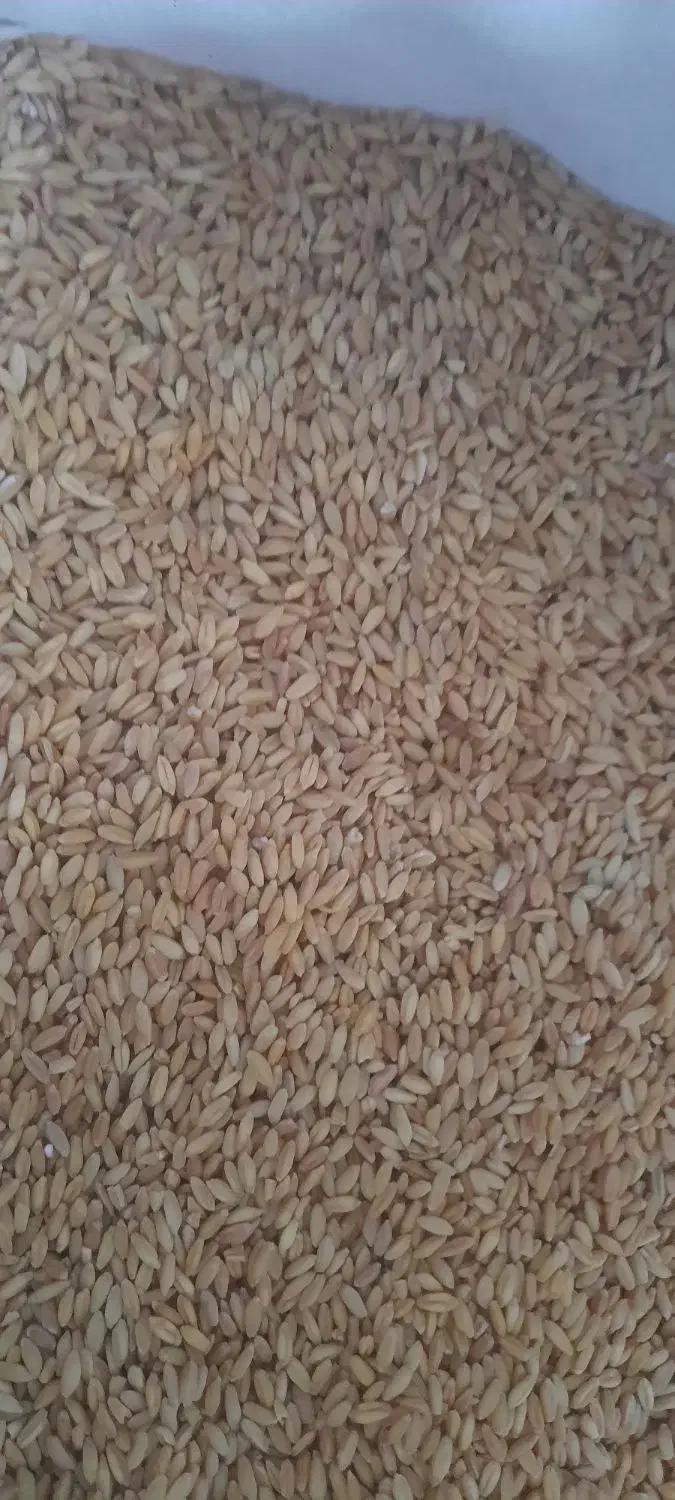 گندم دیم|عمده‌فروشی|شیراز, گویم|دیوار