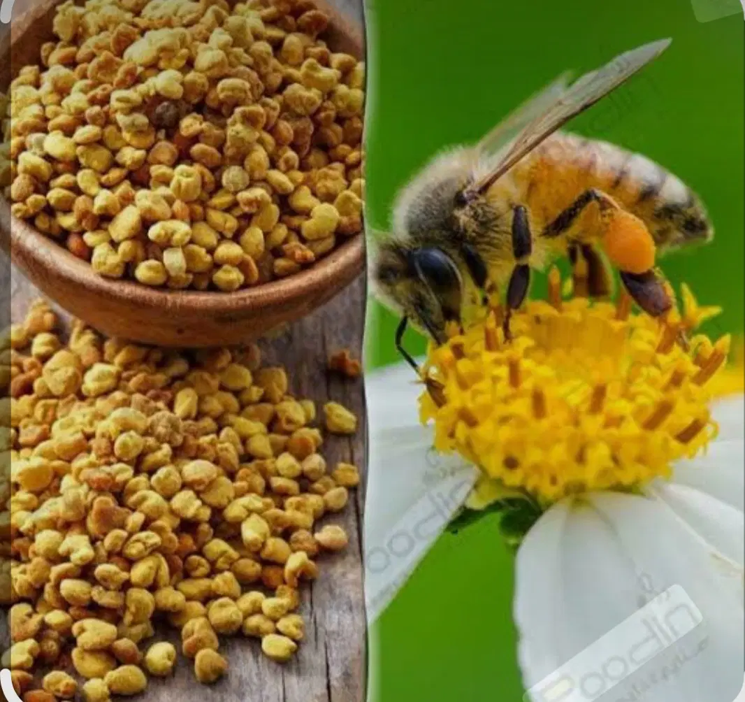 گرده گل|خوردنی و آشامیدنی|داراب, |دیوار