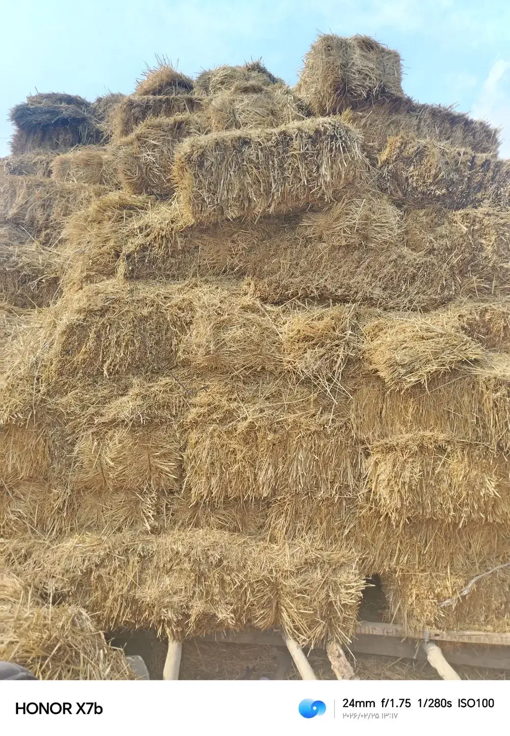 پرس گندم|لوازم جانبی حیوانات|چناران, |دیوار