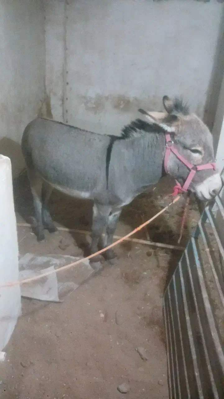 الاغ نر|حیوانات مزرعه|کاشان, فین بزرگ|دیوار