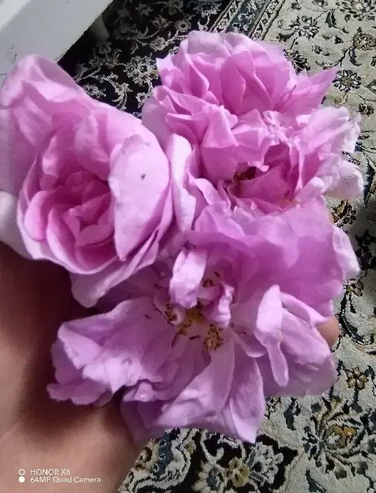 گلاب دستی|خوردنی و آشامیدنی|سبزوار, اسلام آباد|دیوار