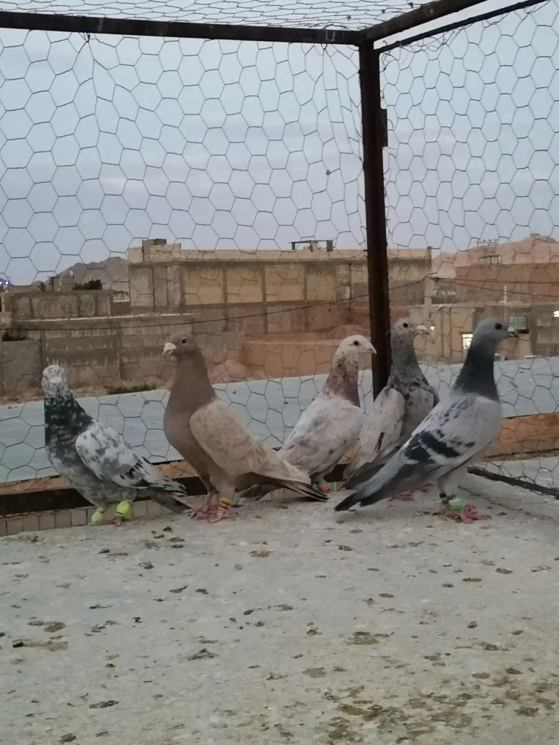 سرور|پرنده|شیراز, دارالرحمه|دیوار