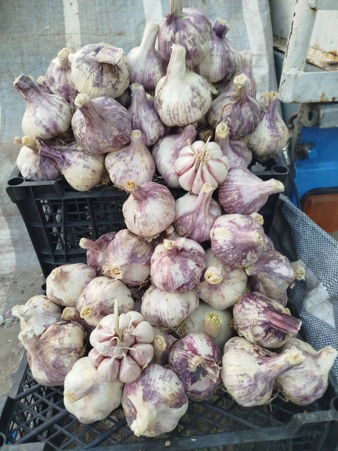 سیر|خوردنی و آشامیدنی|شیراز, تحویلی|دیوار