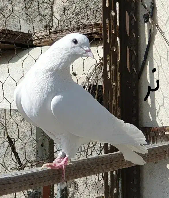 کفتر پرشی|پرنده|تهران, تهرانسر شرقی|دیوار