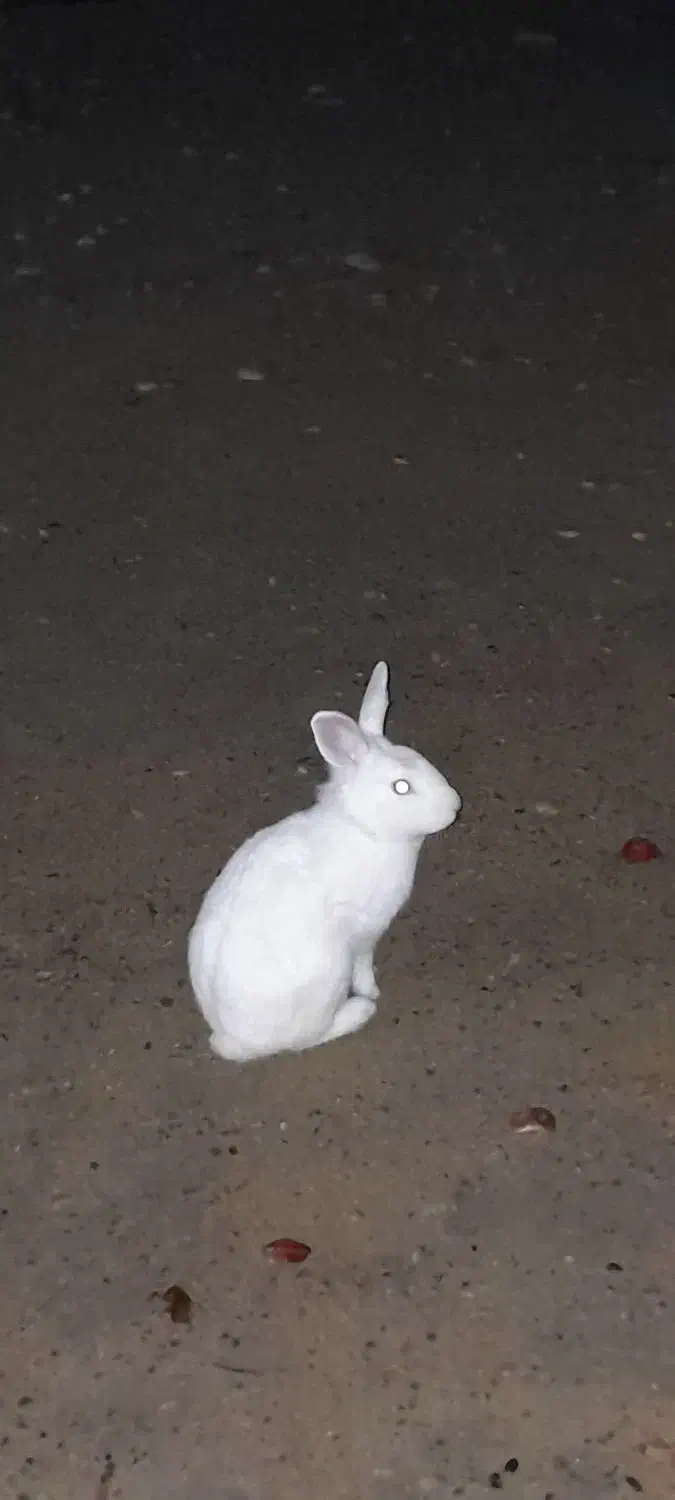 خرگوش|موش و خرگوش|بندرعباس, |دیوار