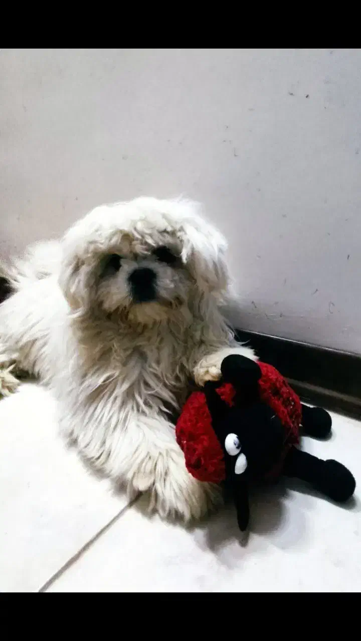 سگ گمشده|حیوانات|برخوار, |دیوار