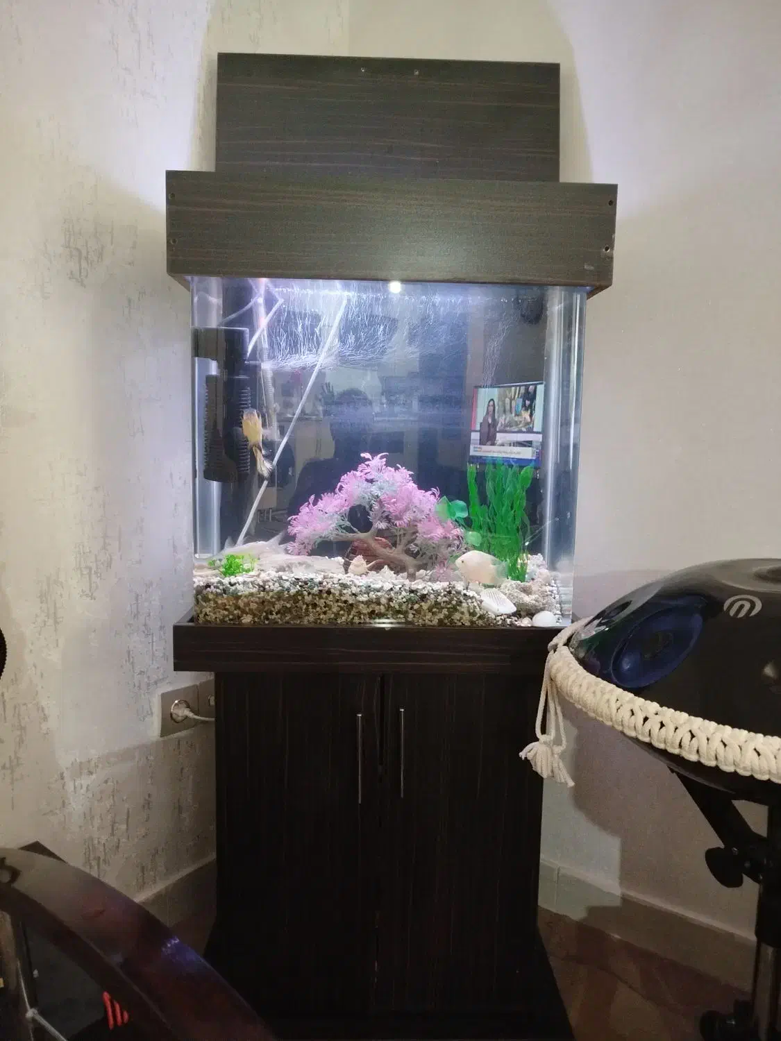 آکواریوم|ماهی|محمدیه-قزوین, |دیوار