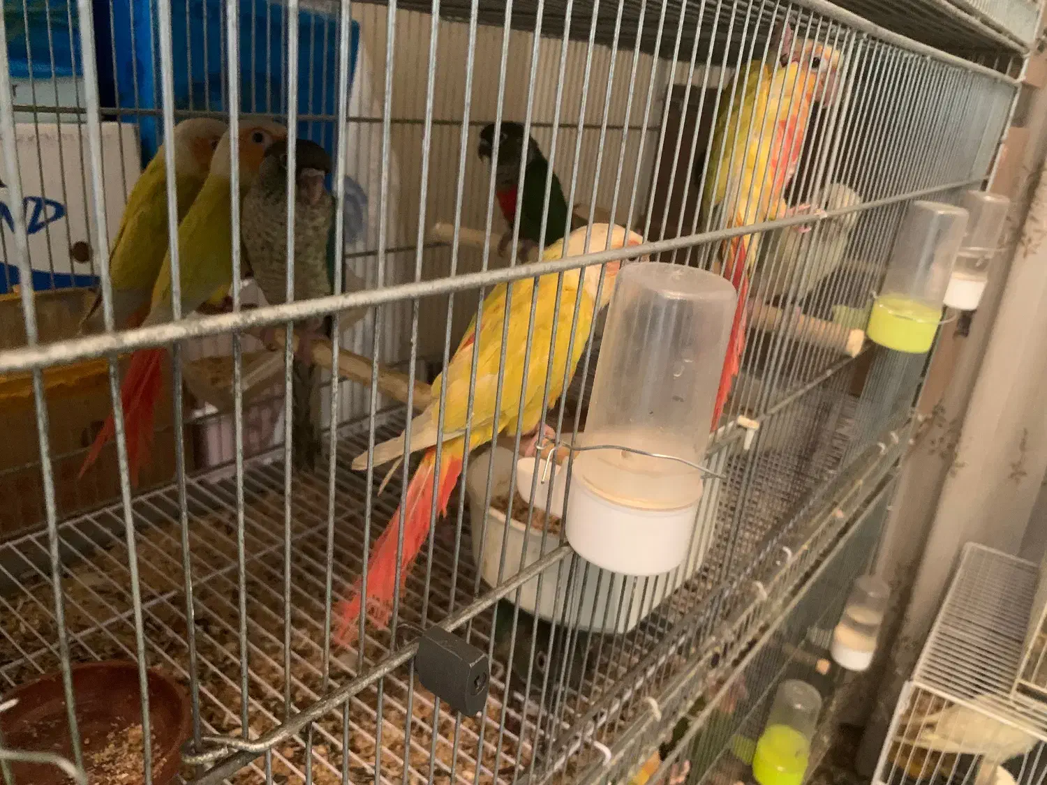 گرینچیک طوطی|پرنده|مشهد, خرمشهر|دیوار