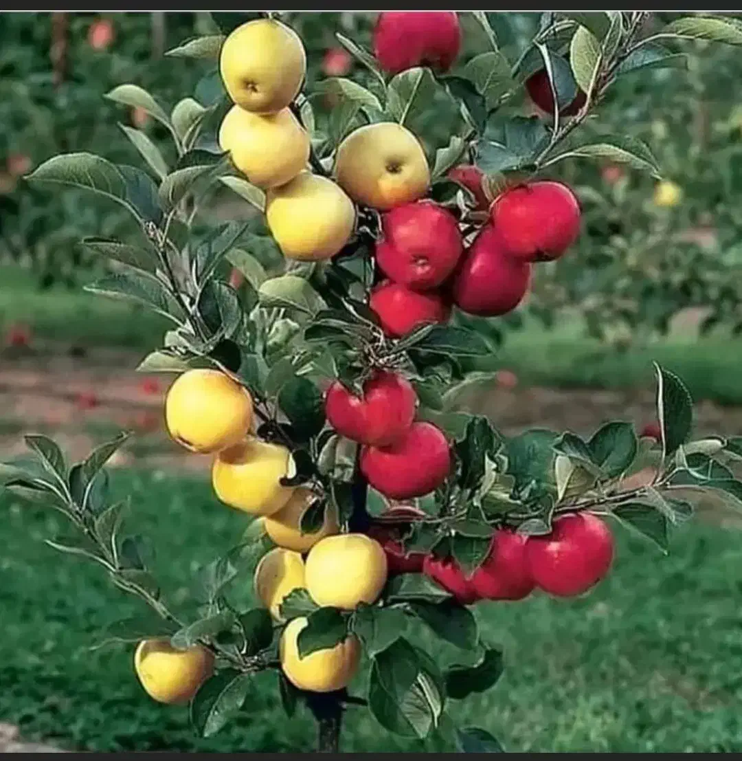 ،نهال|خدمات باغبانی و درختکاری|گرگان, |دیوار