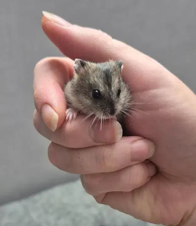 همستر مینیاتوری بامزه|موش و خرگوش|تهران, کیانشهر|دیوار