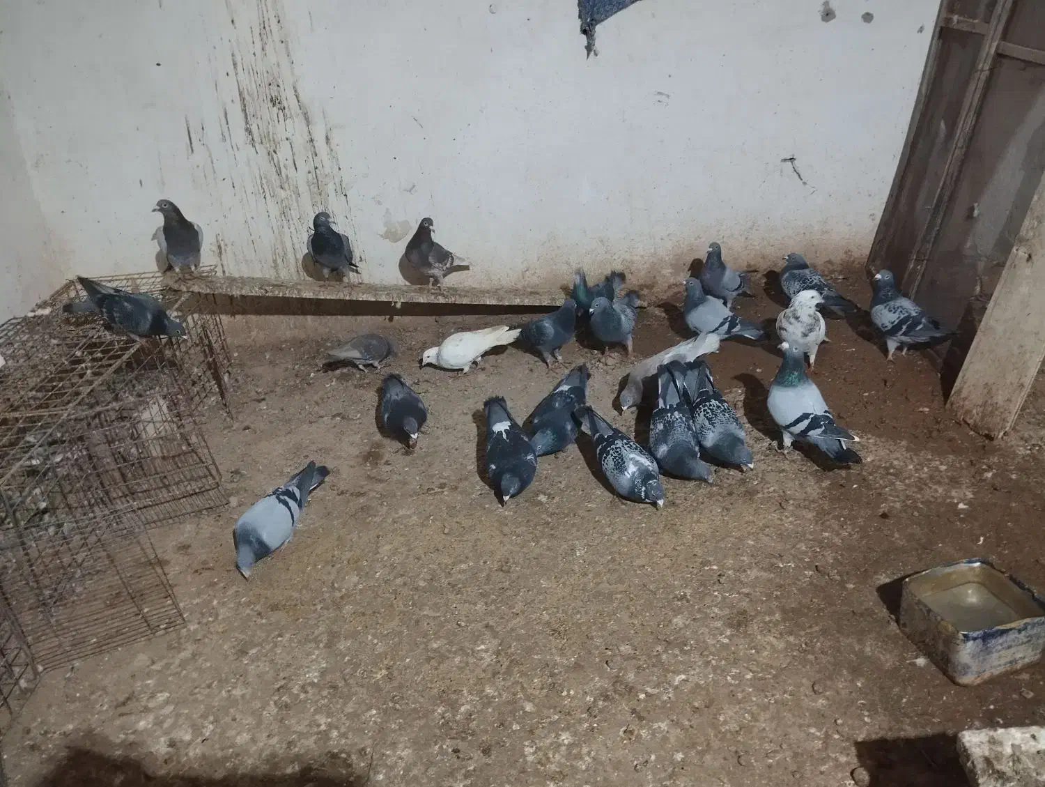 کبوتر|پرنده|بیرجند, |دیوار