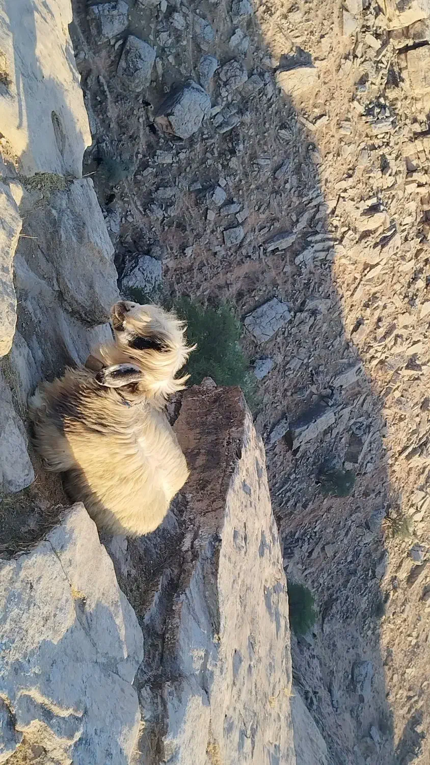 بره|حیوانات مزرعه|مسجد سلیمان, |دیوار