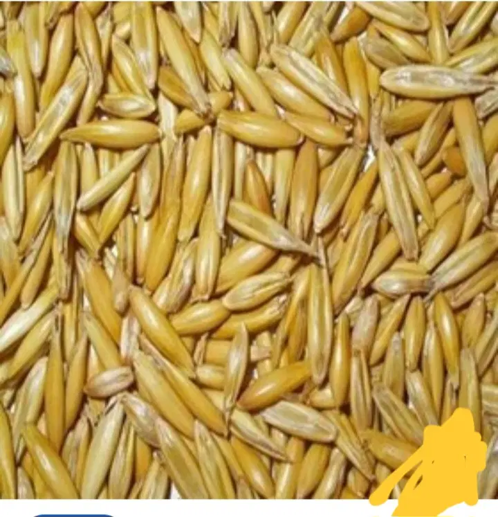 جو محلی|عمده‌فروشی|دهگلان, |دیوار