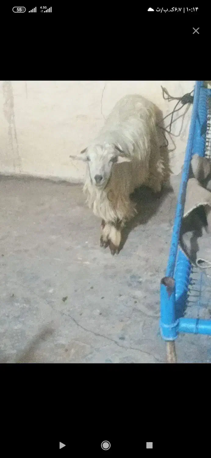 بیگ ماده|حیوانات مزرعه|مسجد سلیمان, |دیوار