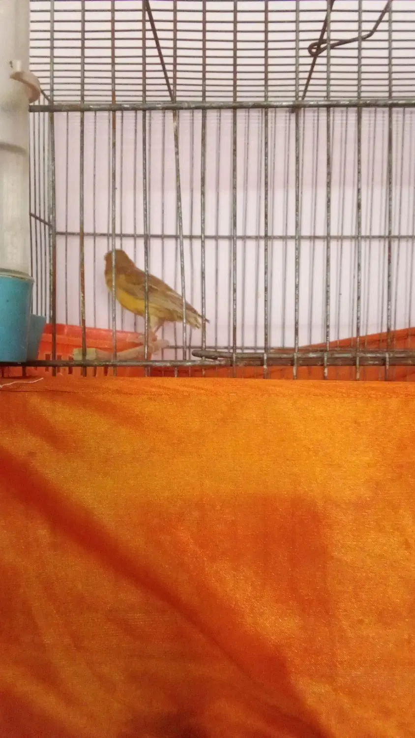 پرنده|پرنده|خرمشهر, |دیوار