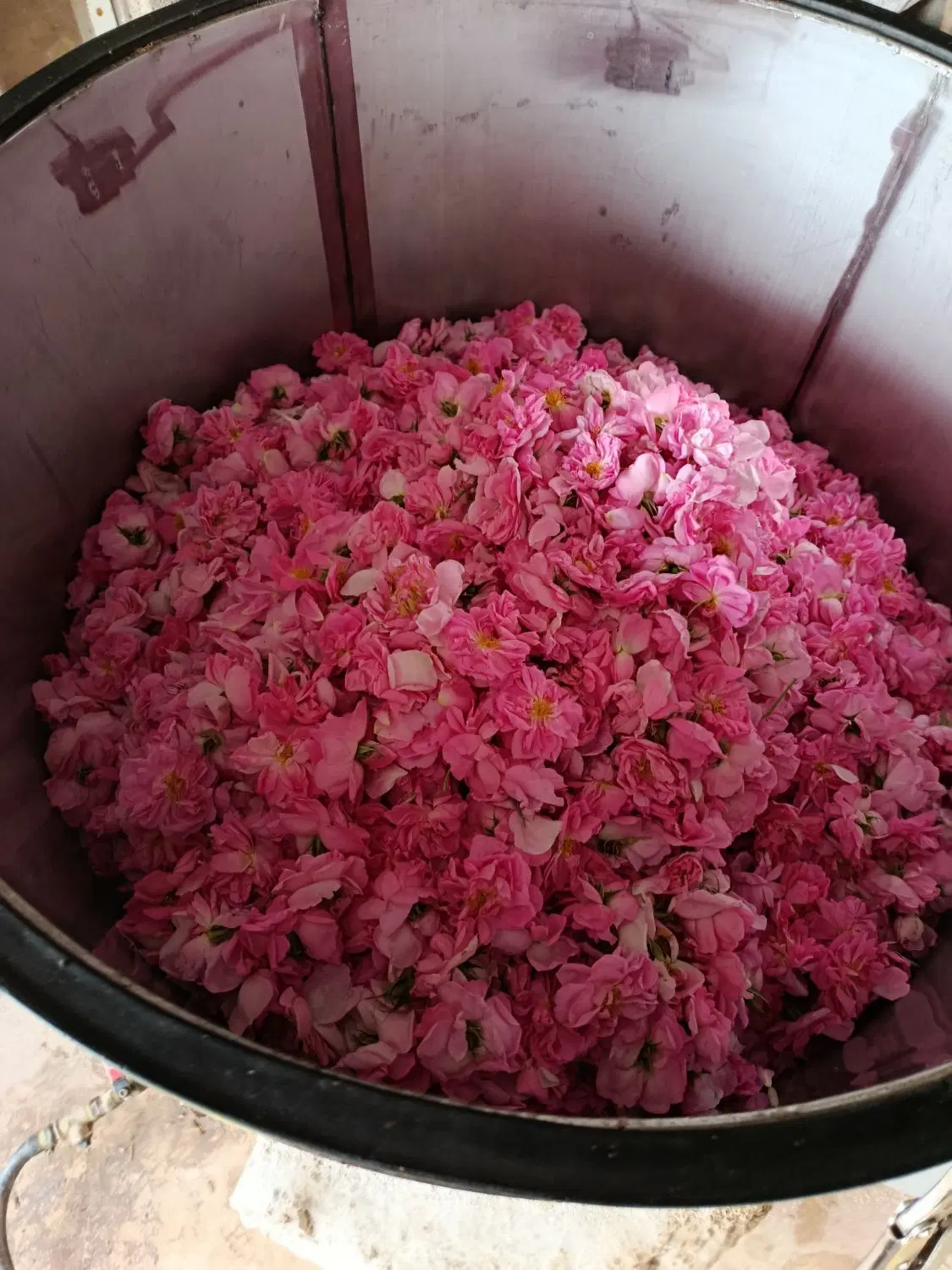 گلاب|خوردنی و آشامیدنی|سبزوار, فیاض|دیوار